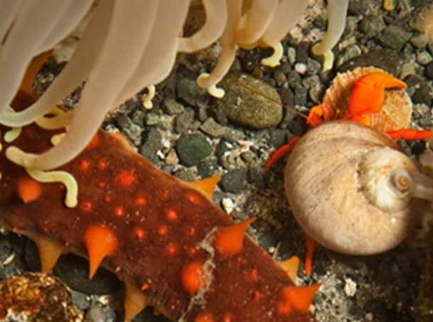 What's under that Rock?