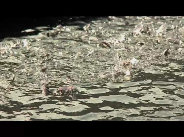 Video Thumbnail - vimeo - Ketchikan - A Fish Story (Full Length)