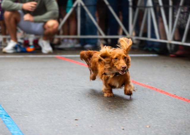 Dog running in a sausage sprint competition
