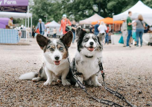 Paws-itively Perfect Pet-Friendly Hotels in Williamsburg, VA!