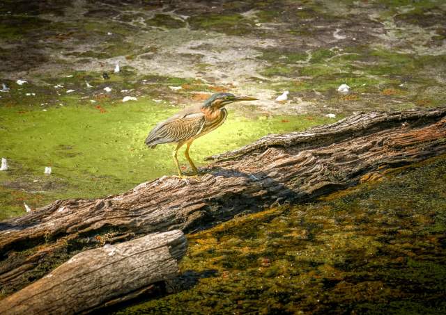 Where to View Wildlife in Williamsburg