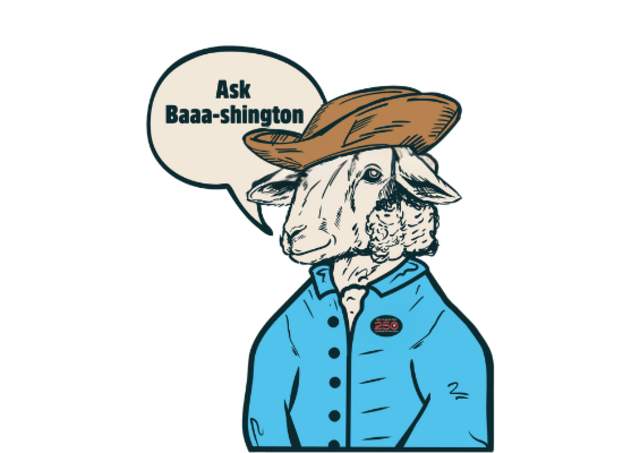 Cartoon Sheep wearing a tricorn hat in a bright blue colonial shirt.