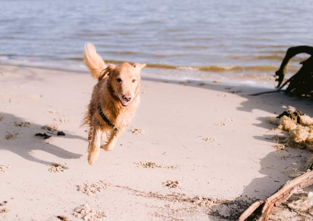 koa and lily jamestown beach