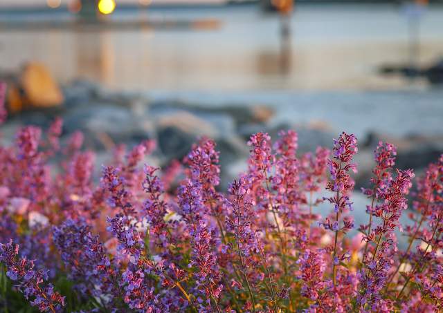 Top Spring Events in Williamsburg