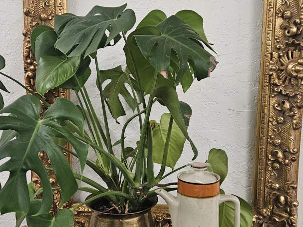 Be still my heart, Still Life drawing invitation