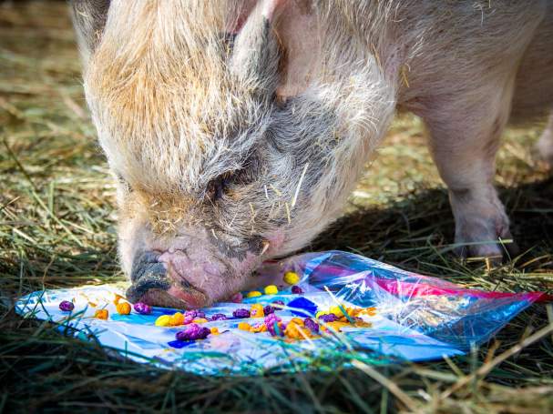 Oink & Ink: Summer Open House at Good Life Refuge