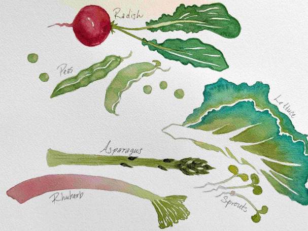 Art & Sip: Spring Vegetable Watercolor