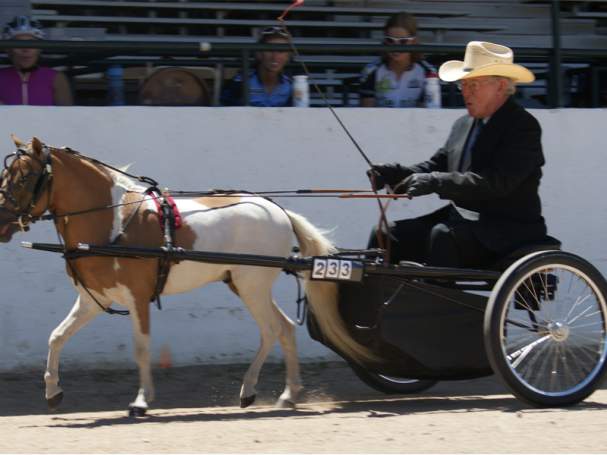 Miniature Horse Show