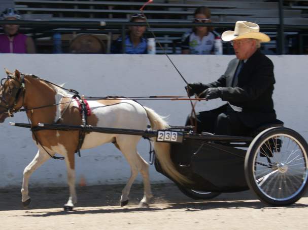 Rocky Mountain Classic Miniature Horse Shows