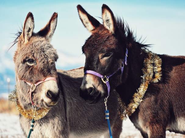 Holiday Cheer at the Ranch