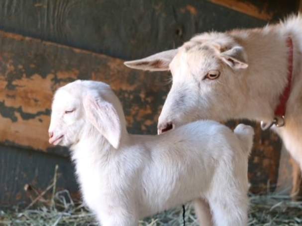 Farmfest at Sunflower Farm 2026