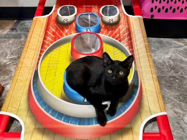 Family Game Night at the Cat Cafe