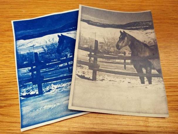 Cyanotype Photography 101