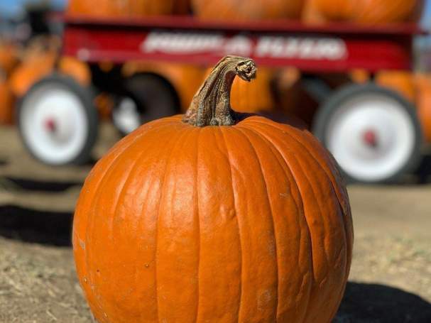 Rocky Mountain Pumpkin Ranch Fall Festival