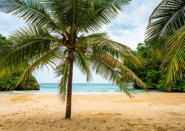 JTB_Port Antonio_Palm Tree_Frenchmen's Cove