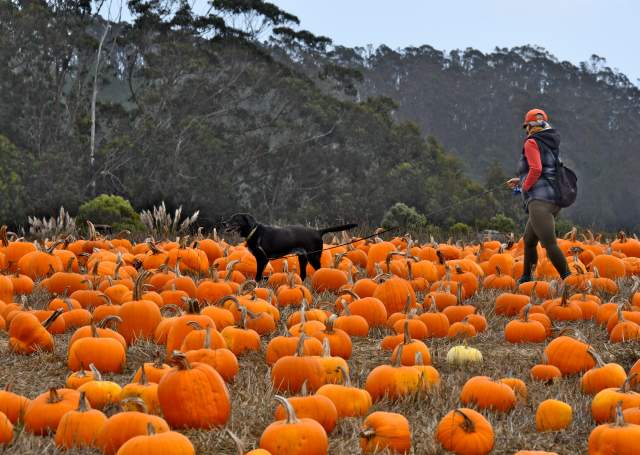 Dog-Friendly Pumpkin Patches on the San Francisco Peninsula