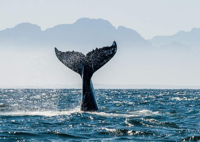 Catch the Whales: A Guide to Whale Watching Along The Bay Area Coast