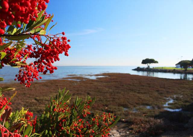Bayfront_Park_Millbrae_SanMateoCounty_SiliconValley