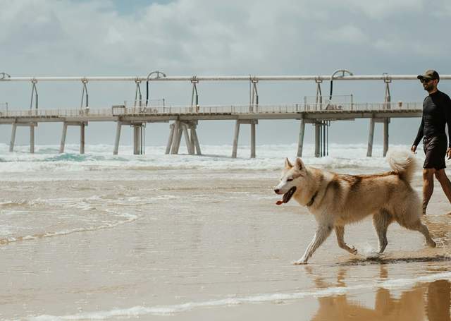 Dog-Friendly Parks on The San Francisco Peninsula