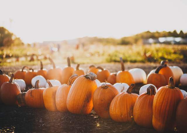 Top Fall Activities on The San Francisco Peninsula