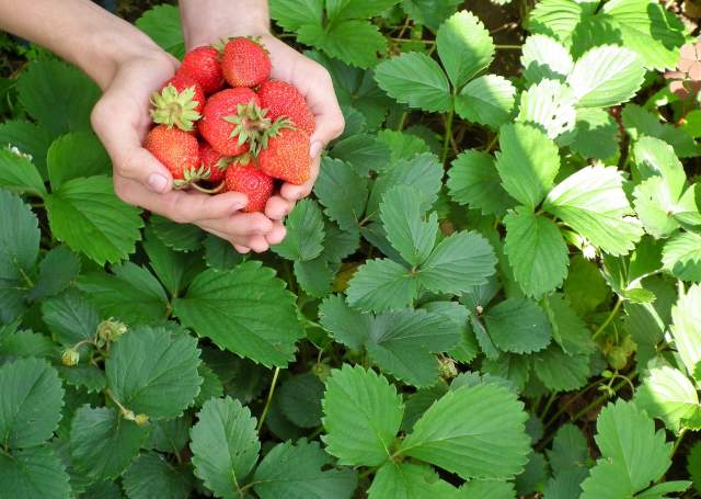 Strawberry U-Pick Farm