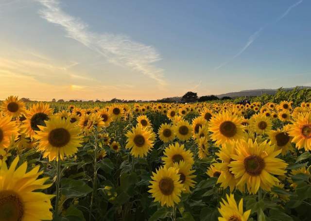 Photo of sunflowers at Andreotti Family Farm