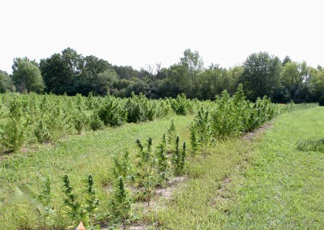 Hempstock Pharms Limited