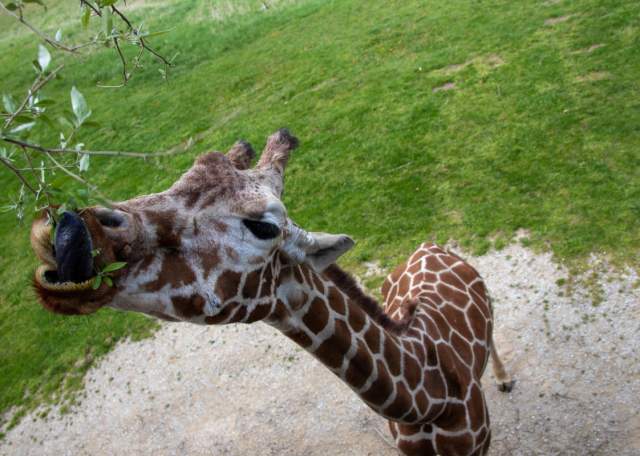 Meet these cute animals at Binder Park Zoo
