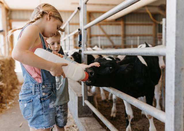 farm cows for kids