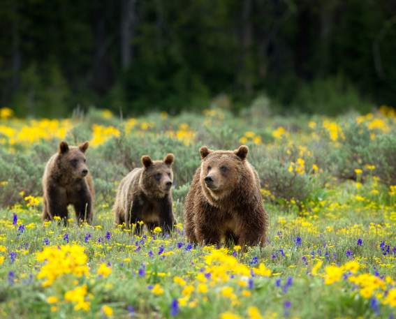 Grizzly Bear w/Cubs