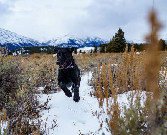 Pet Friendly Jackson Hole Blog