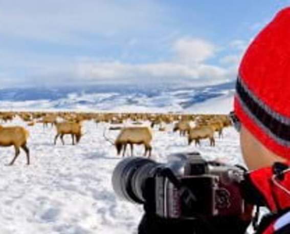 Man with a camera and moose