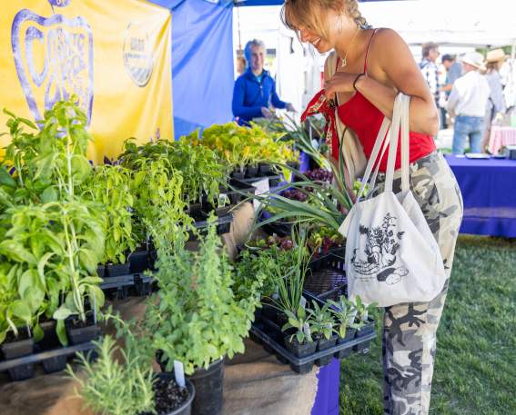 JH Farmers Market