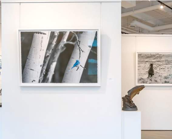 Gallery Wild blog pic