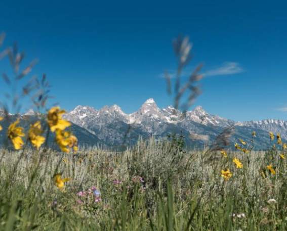 tetons in the spring