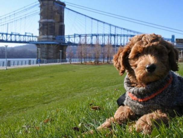 Myrtle with Roebling Suspension Bridge (photo: Phil Armstrong)