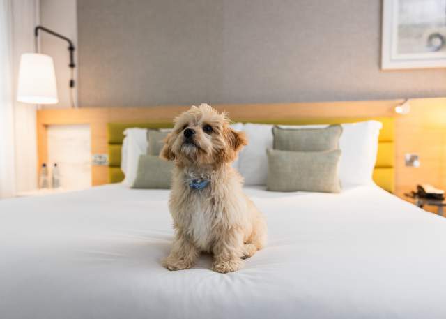 Where to Stay: Pet-Friendly Hotels on the San Francisco Peninsula