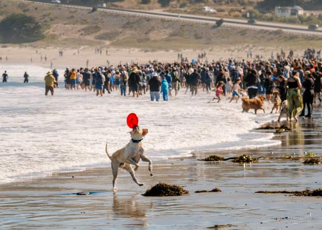 A Dog-Friendly Highway 1 Road Trip on the San Francisco Peninsula