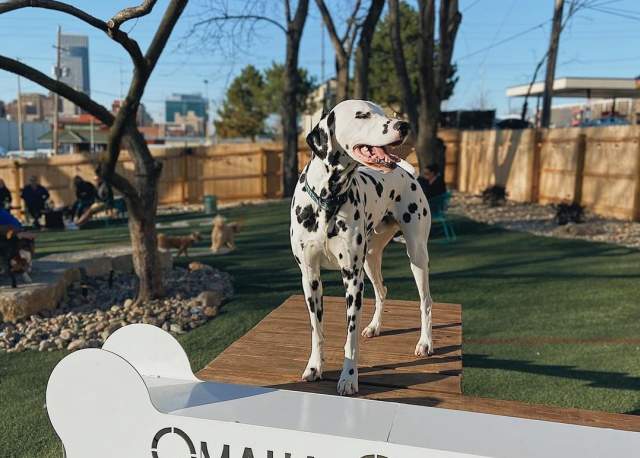 Visit Dog-Friendly Omaha: Complete Guide