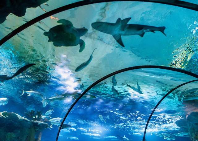 Experience 7 Acres of Incredible Indoor Exhibits at Omaha’s Henry Doorly Zoo and Aquarium