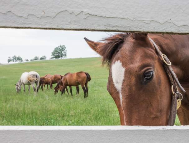 The Horse Country Guide