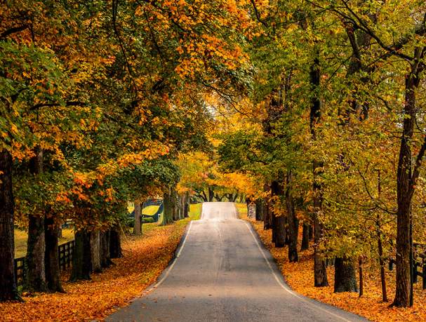 Top 7 Things To Do This Fall in Lexington, Kentucky