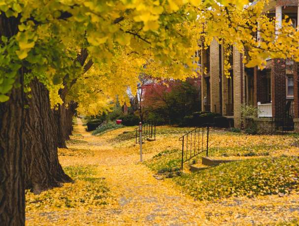 Fall Foliage in Lexington