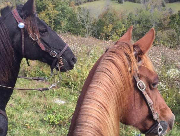 Big Red Stables