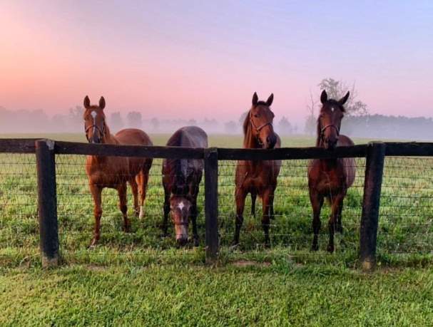 Claiborne Farm