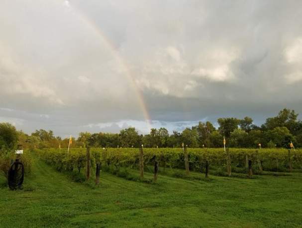 Equus Run Vineyards