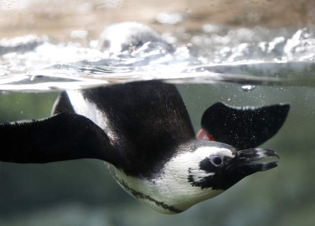 A Penguin at the Audubon Aquarium