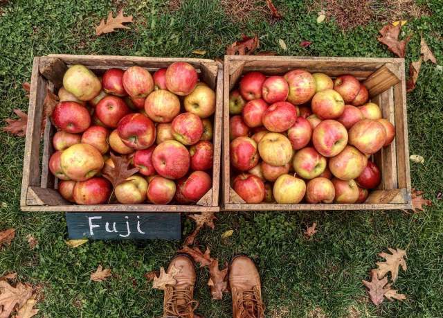 7 Delicious Ways to Get Your Apple Fix This Fall