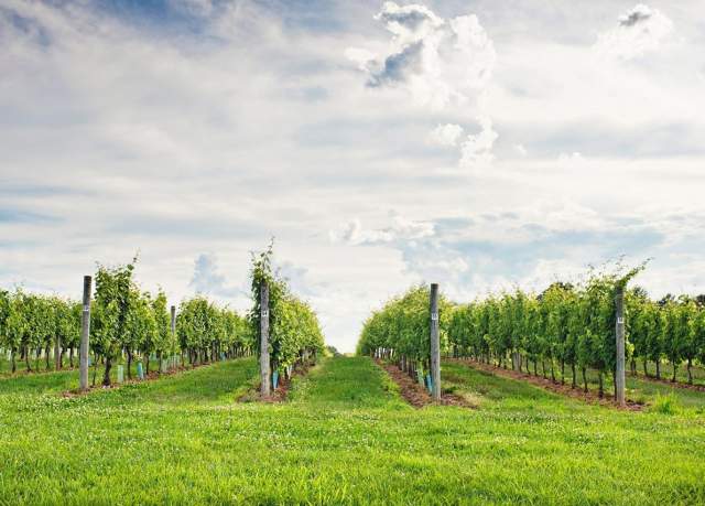 PA Wines 2026 Summer Sipping