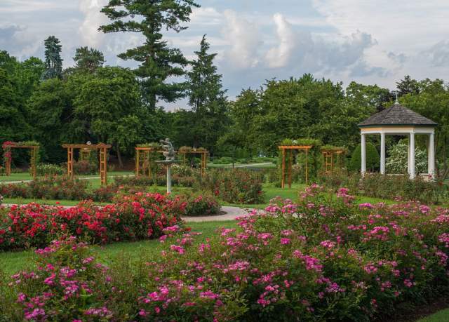 Rose Garden